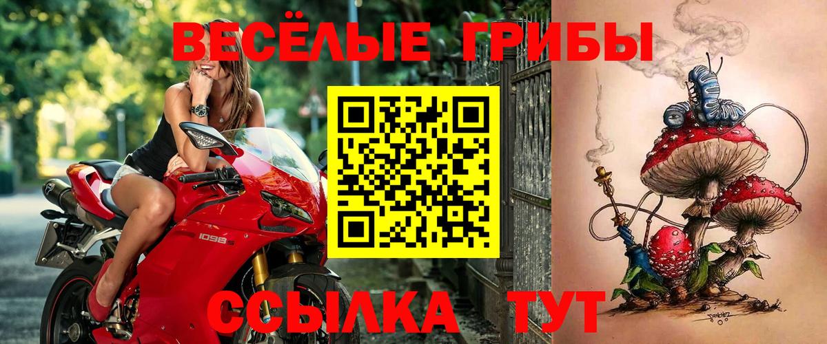 Псилоцибиновые грибы Psilocybe Дивногорск